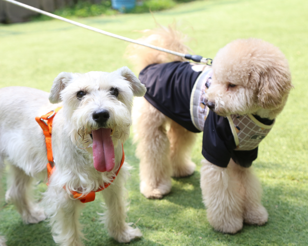 Pet Friendly Artificial Turf